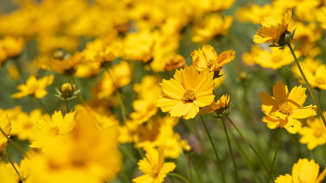 wallpaper for desktop, laptop. flower yellow zoom bokeh summer delight
