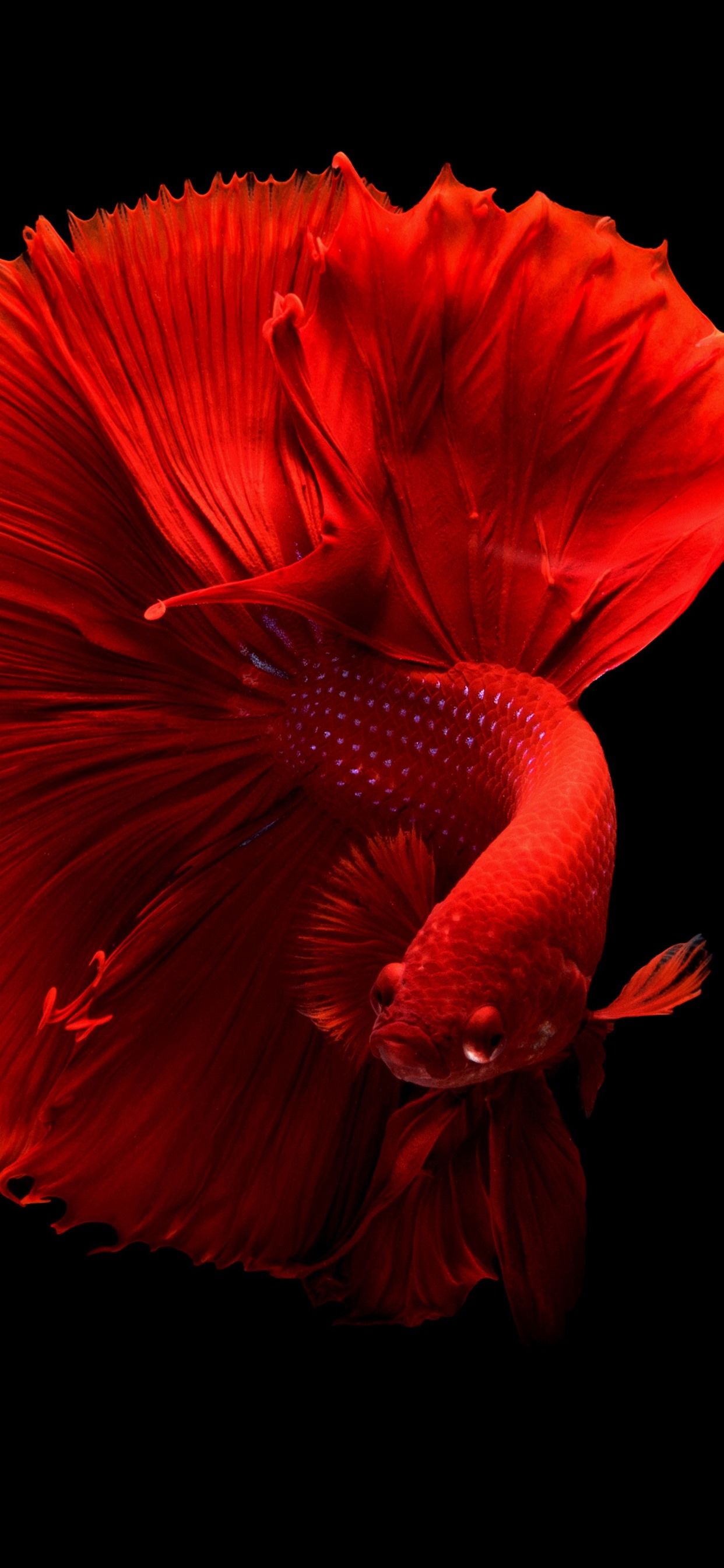 Beautiful red fish, tail, black background 1242x2688 iPhone 11 Pro