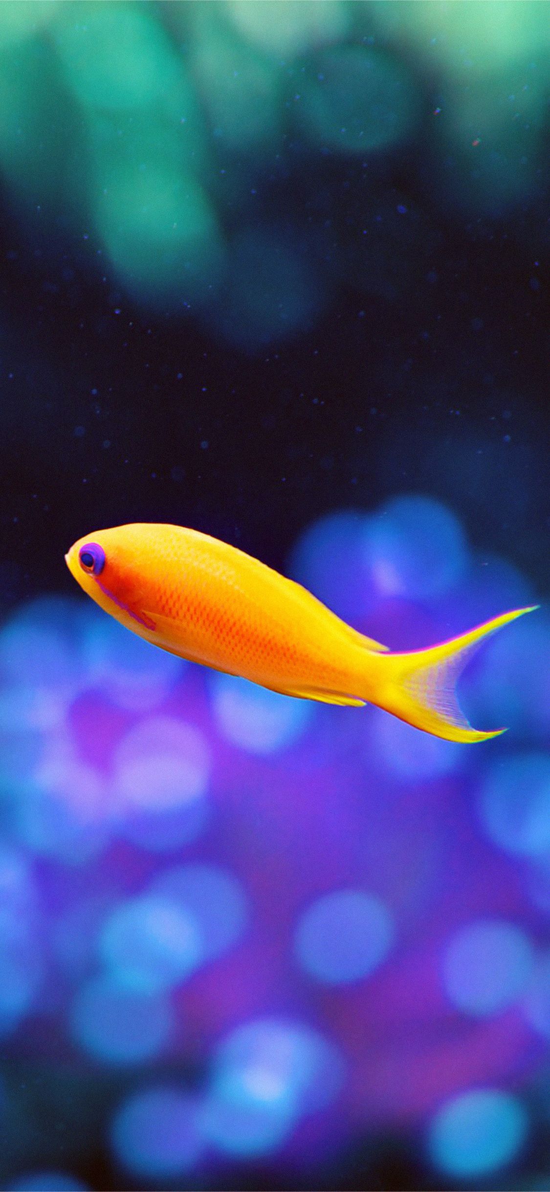iPhone X wallpaper. cute fish nemo ocean