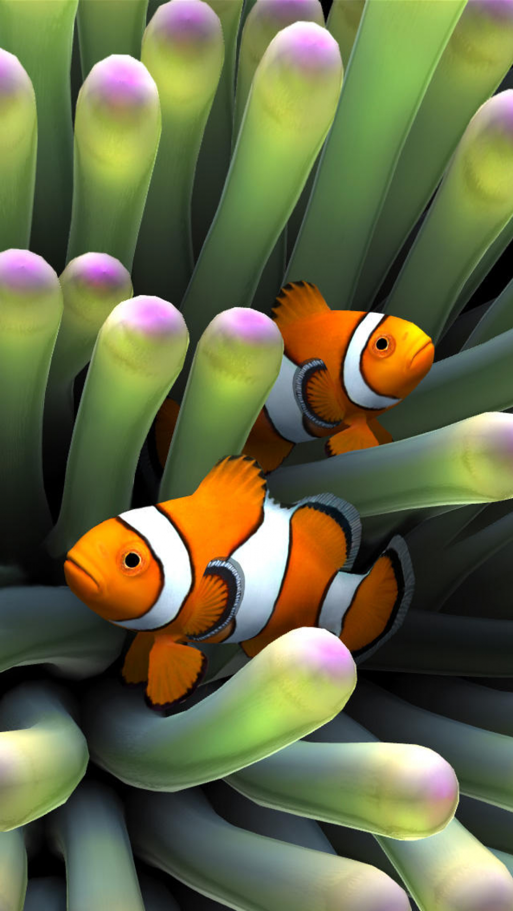 Clown Fish iPhone 8 Wallpaper. Clown fish, Aquarium live