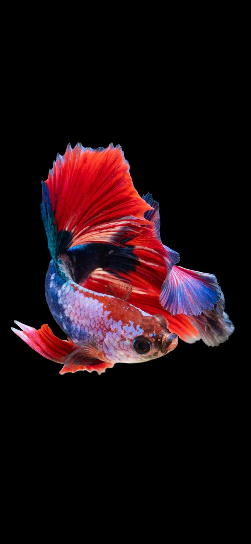 Fish Wallpaper art: Free HD Download