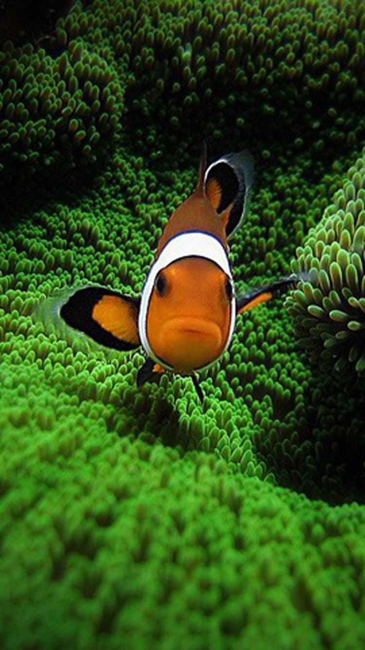 Clown Fish iPhone Wallpaper. Free HD Background