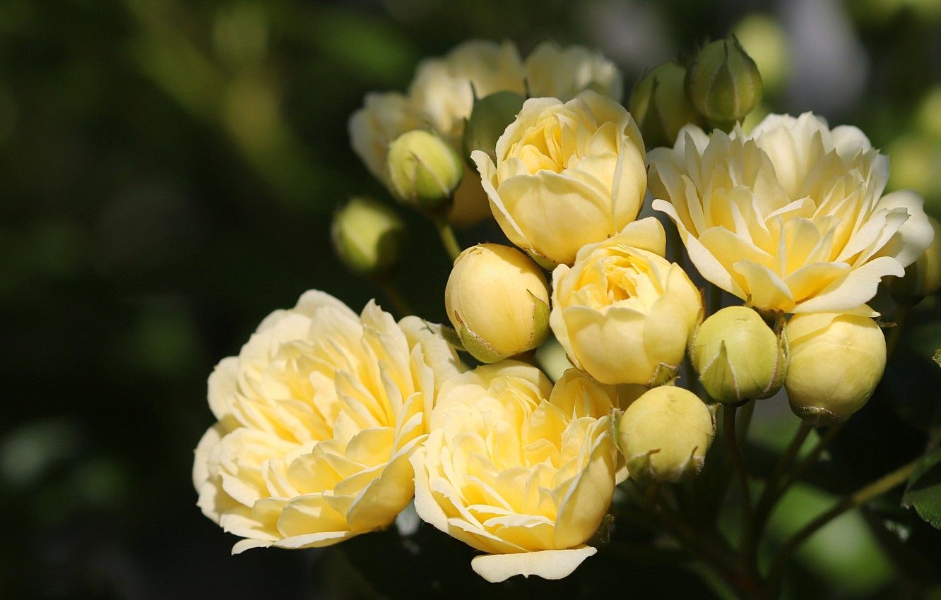 Wallpaper summer, flowers, branches, the dark background, roses