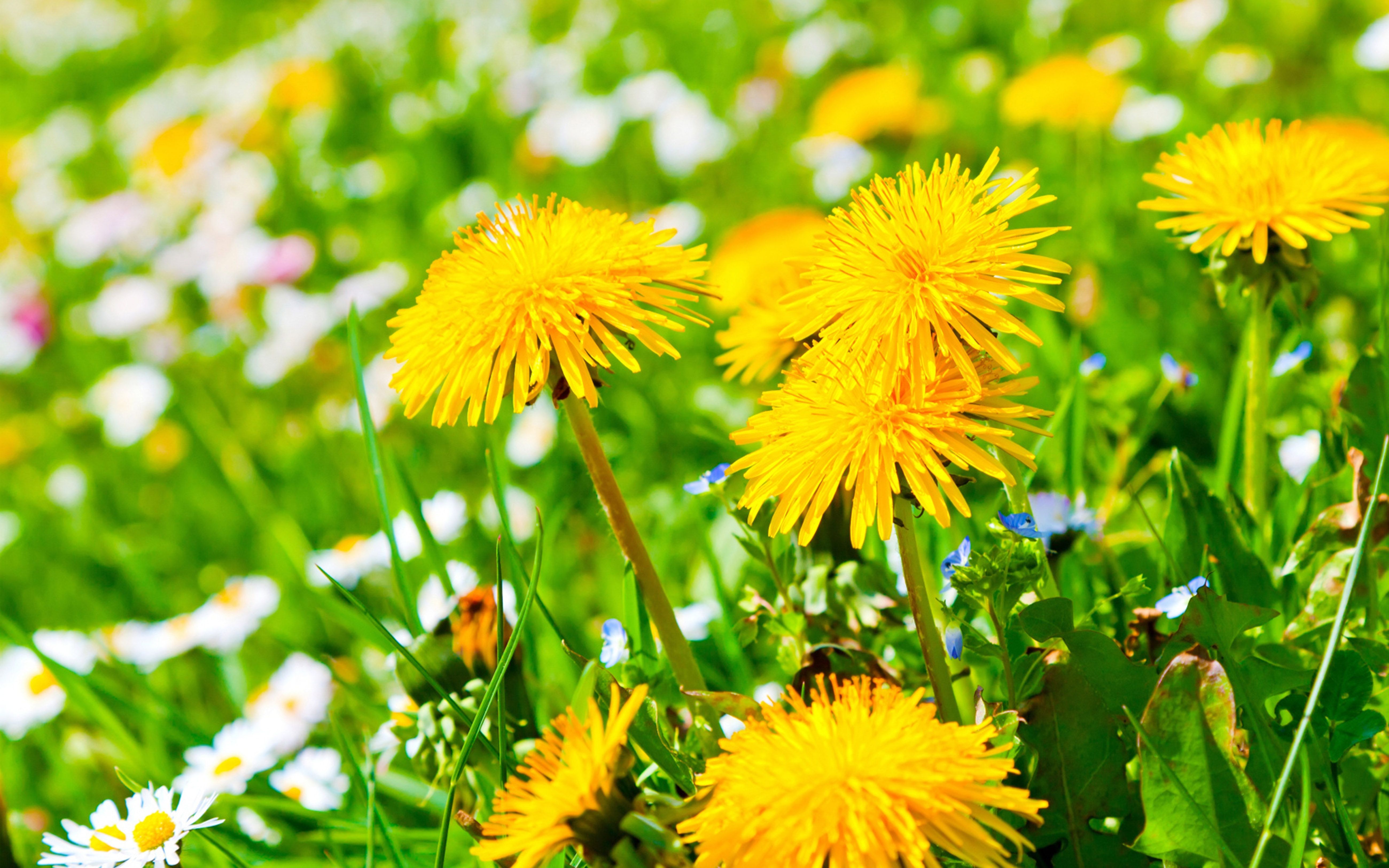Dandelions With Daisies Beautiful Yellow Flowers Nature Summer HD Desktop Wallpaper For Tablets And Mobile Phones Free Download 5200x3250, Wallpaper13.com