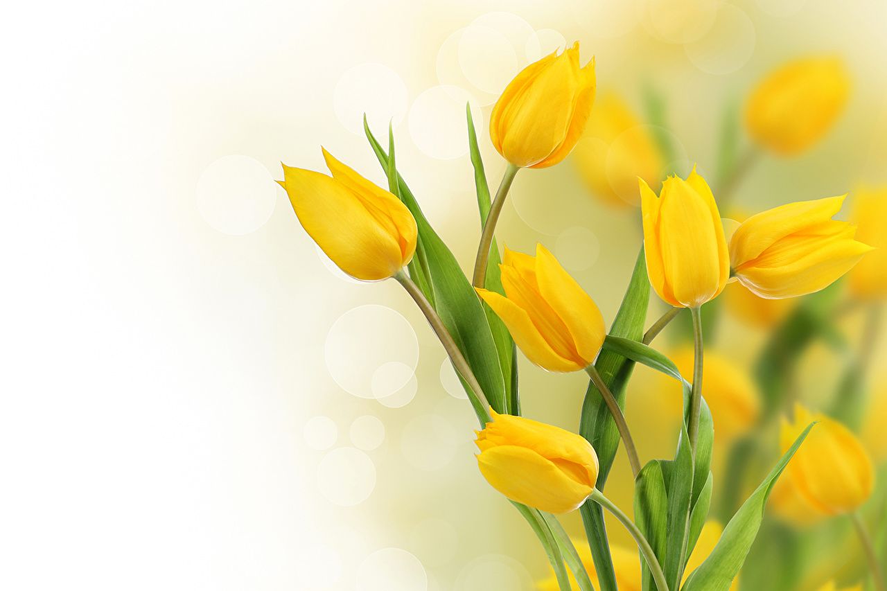 Desktop Wallpaper tulip Yellow flower
