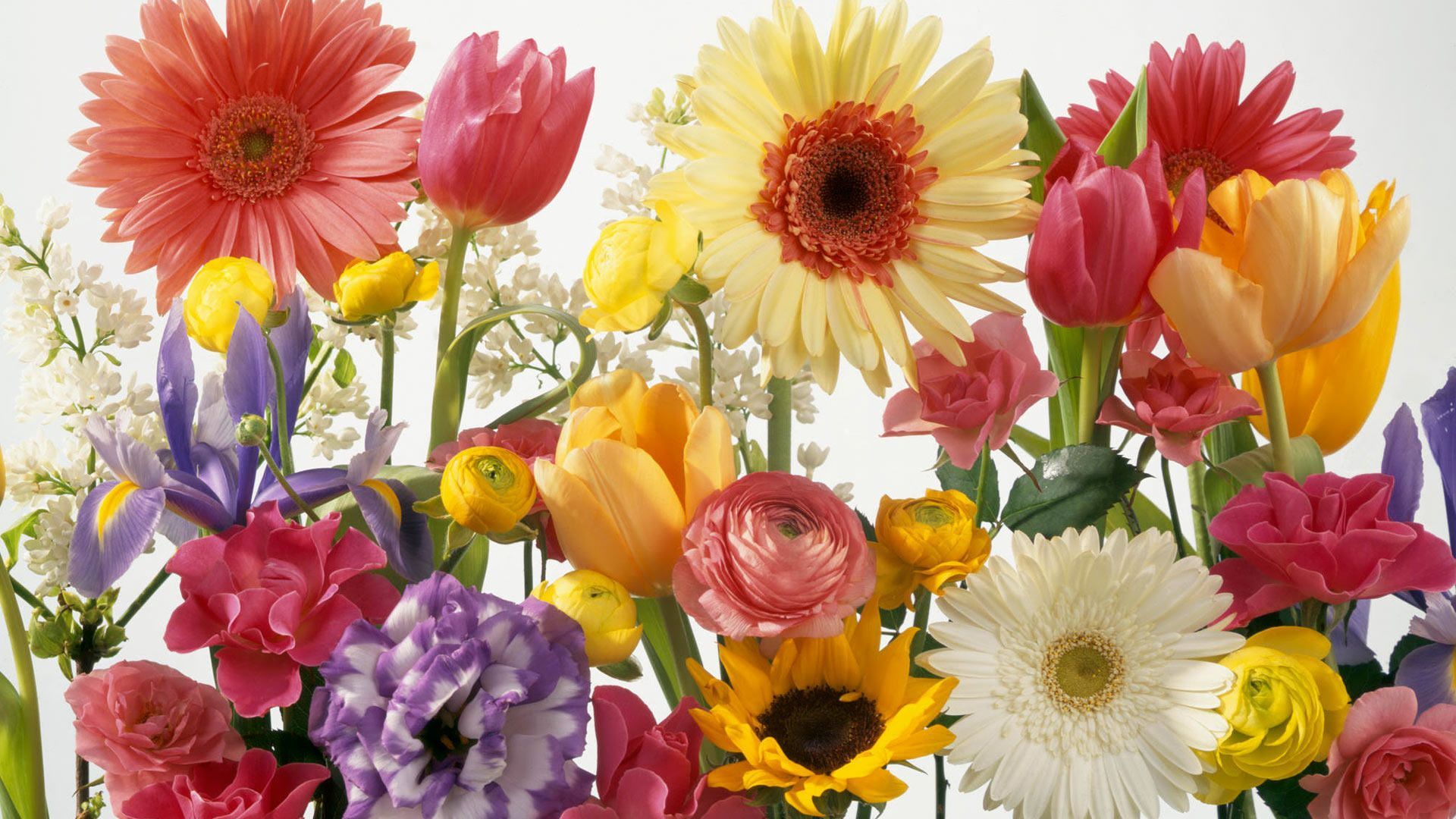 Flower Free Spring Wallpaper. spring wallpaper HD desktop