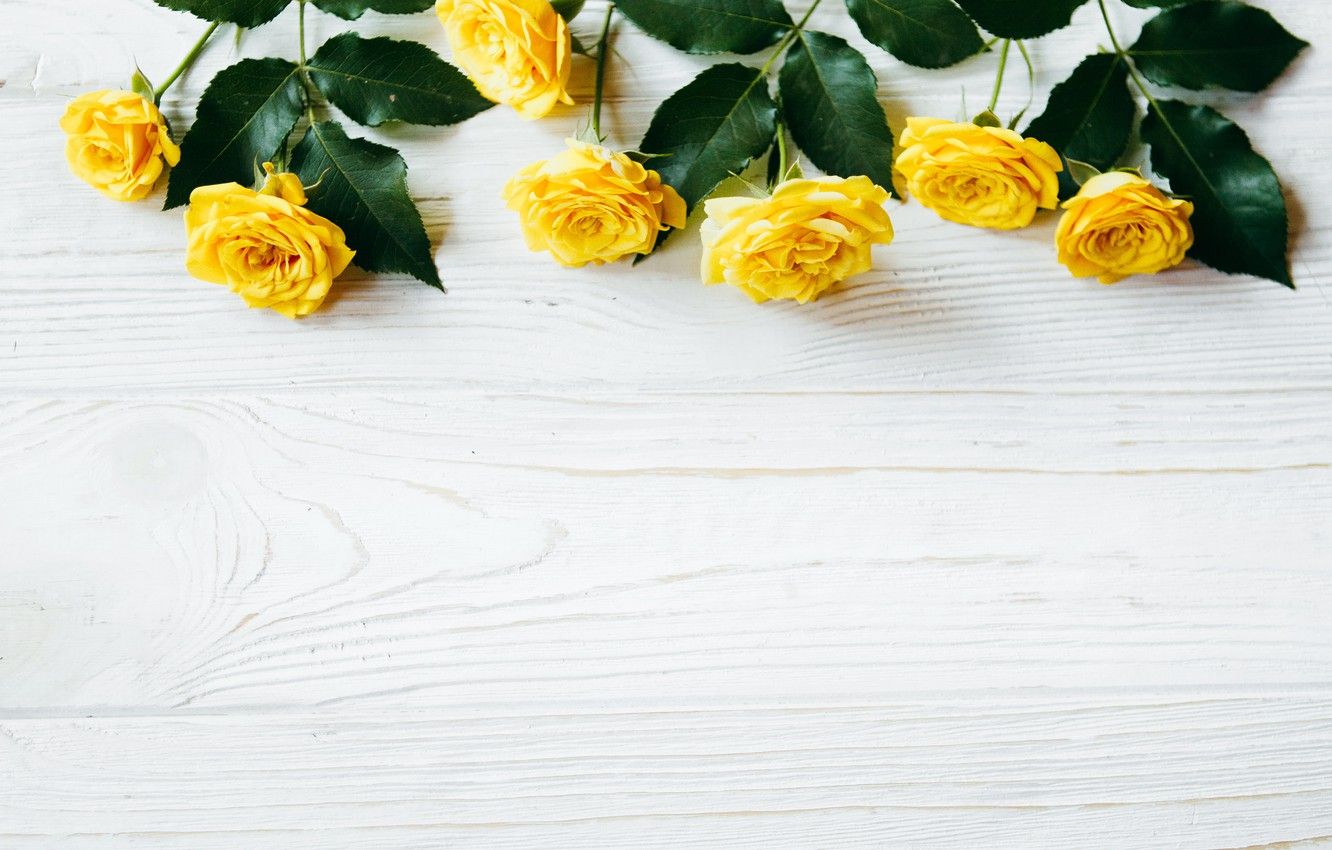 Wallpaper flowers, roses, yellow, summer, yellow, wood, flowers