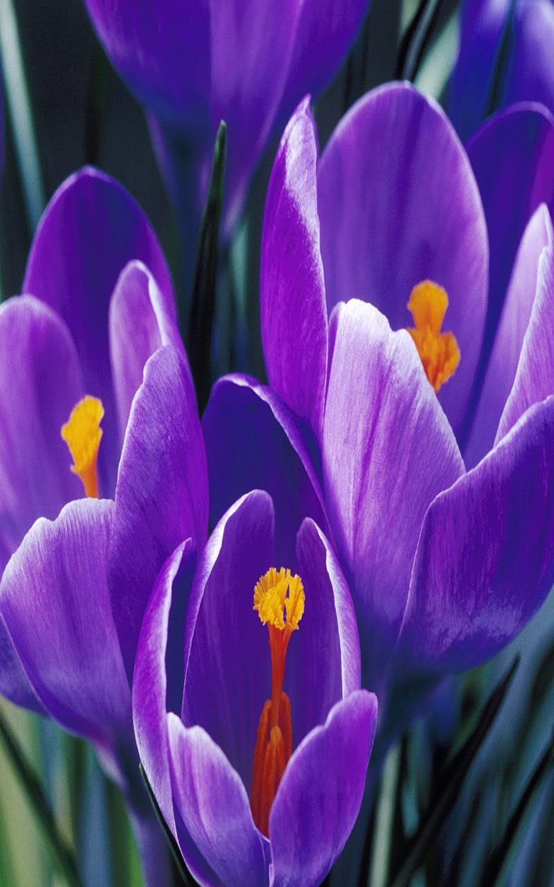 Free Wallpaper for Cell Phones. Free phone wallpaper, Cellphone