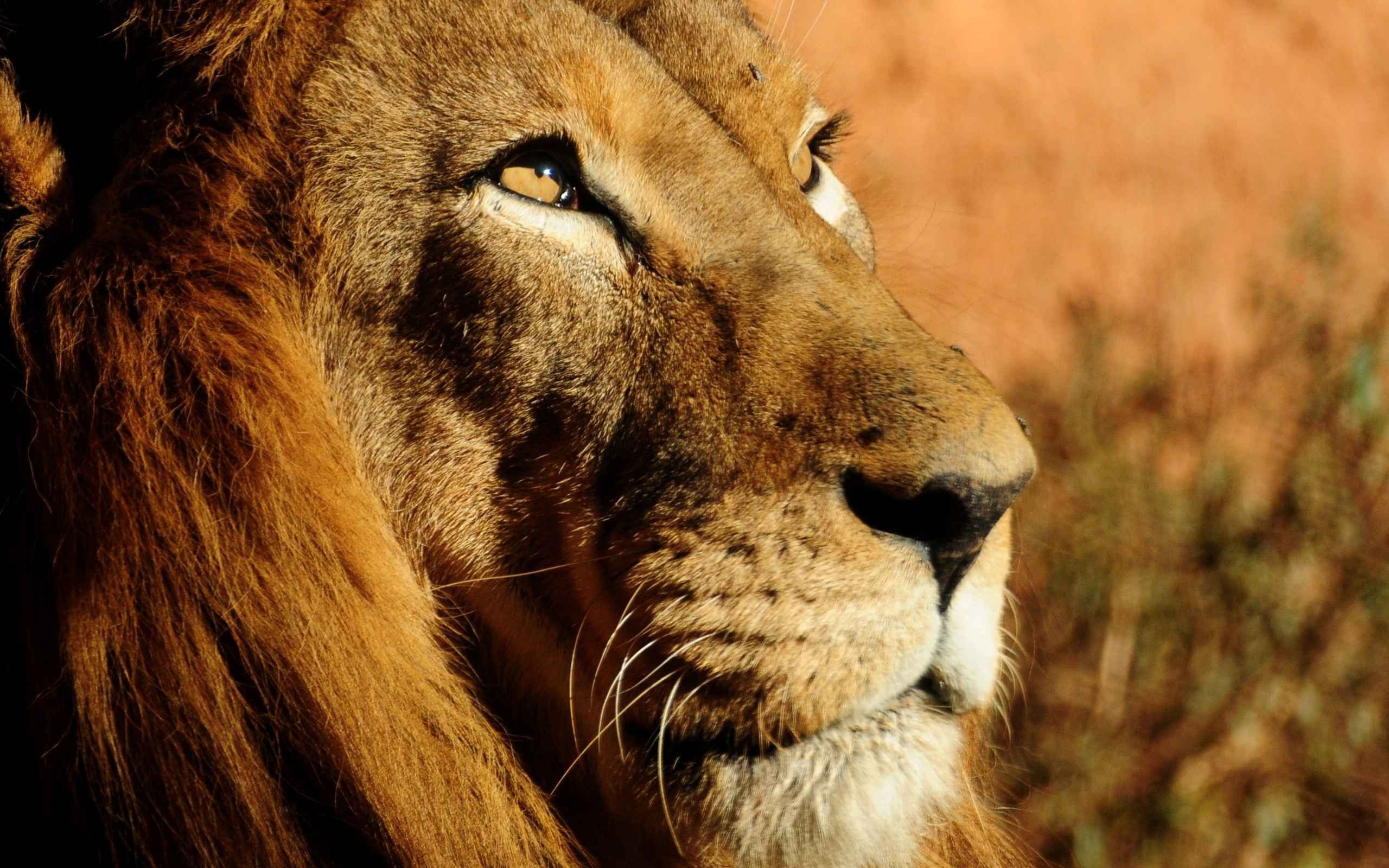 General 2560x1600 animals lion wildlife. Animals