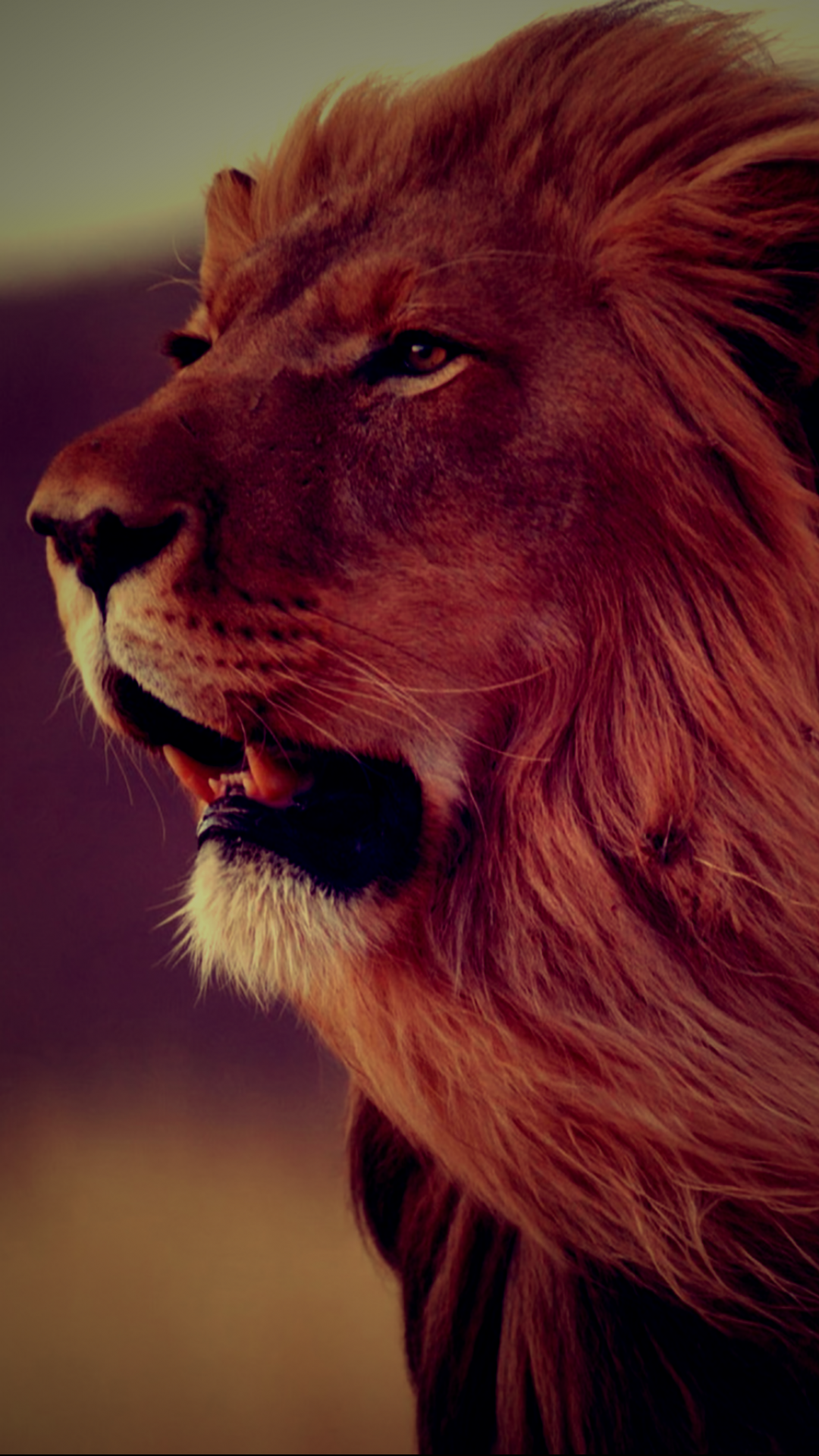 Wallpaper Lion Animal Wallpaper & Background Download