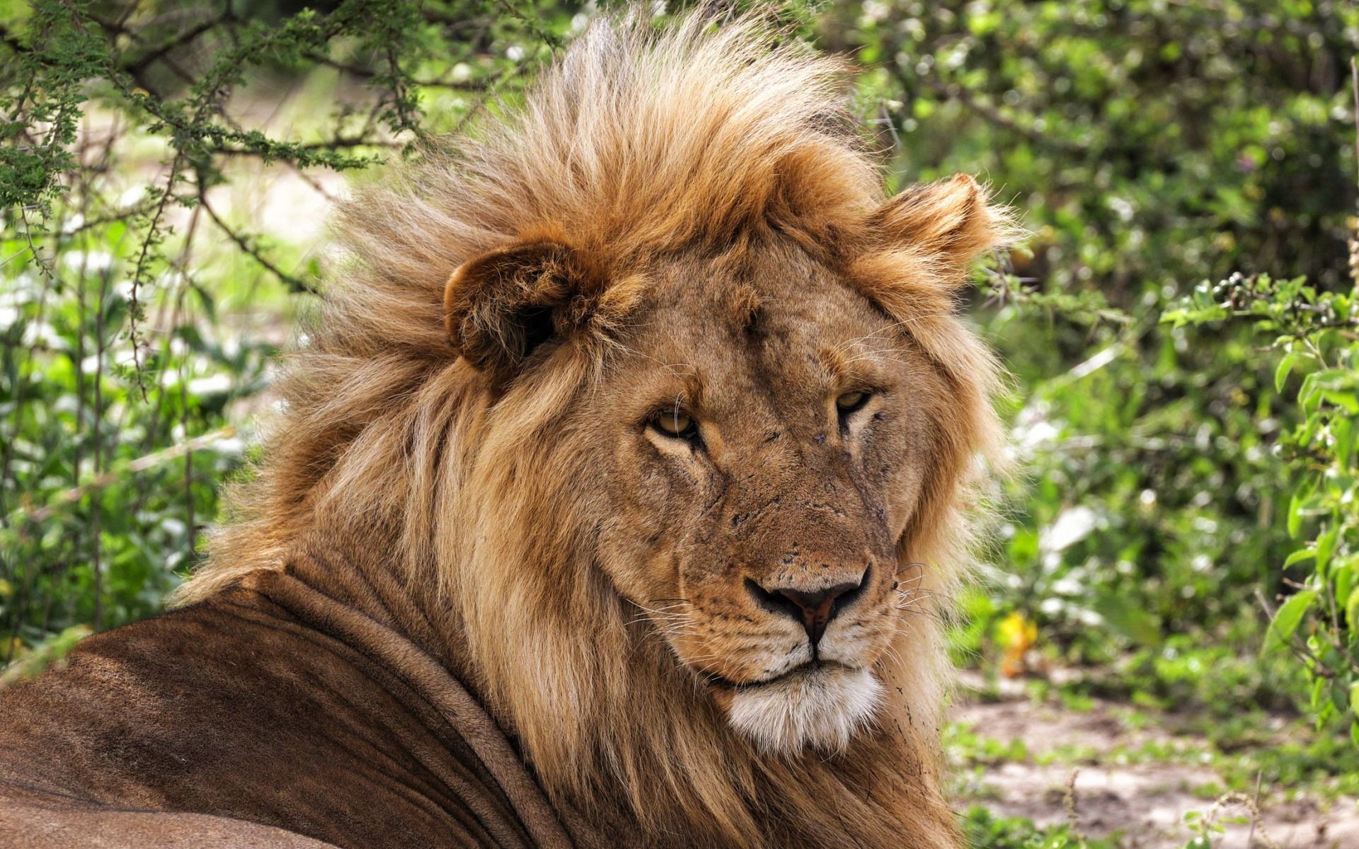 Download wallpaper big lion, Africa, summer, wildlife, predator