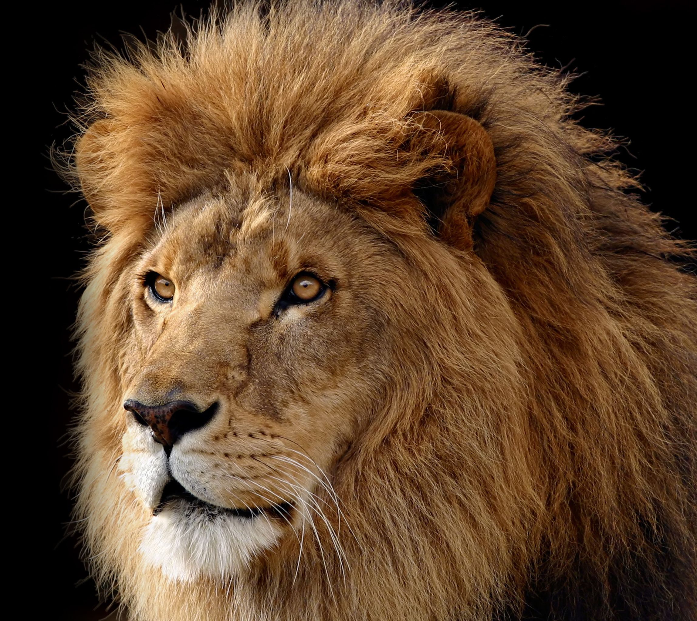 Download wallpaper: lion, photo, wallpaper for desktop, Lions