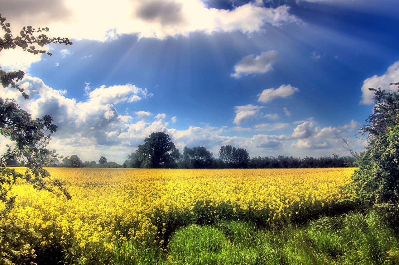 Desktop Wallpaper Rays of light Nature oilseed rape Sky Fields