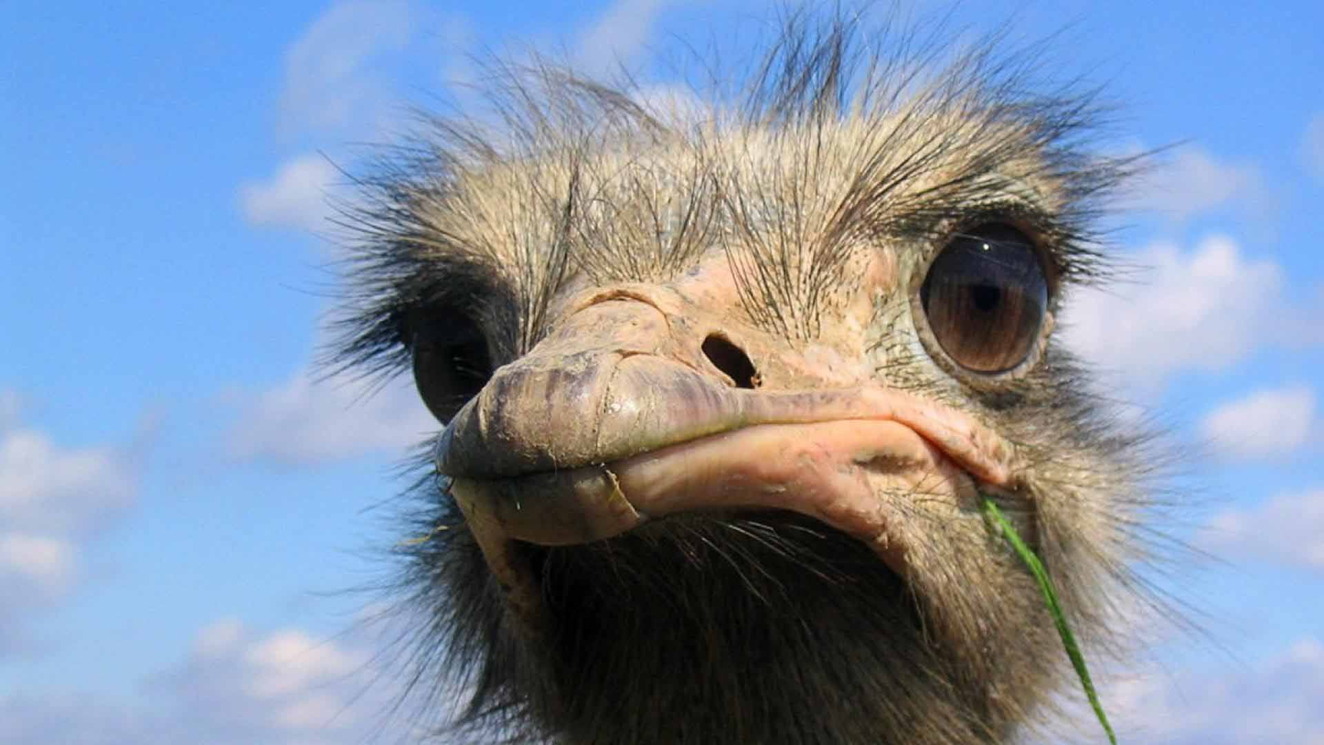 Ostrich Latest HD Wallpaper Free Download. Animal facts