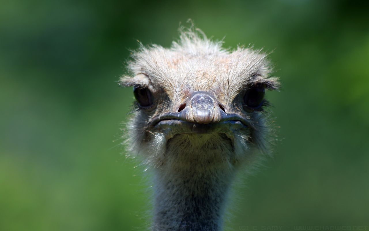 Cute Ostrich Wallpapers - Wallpaper Cave