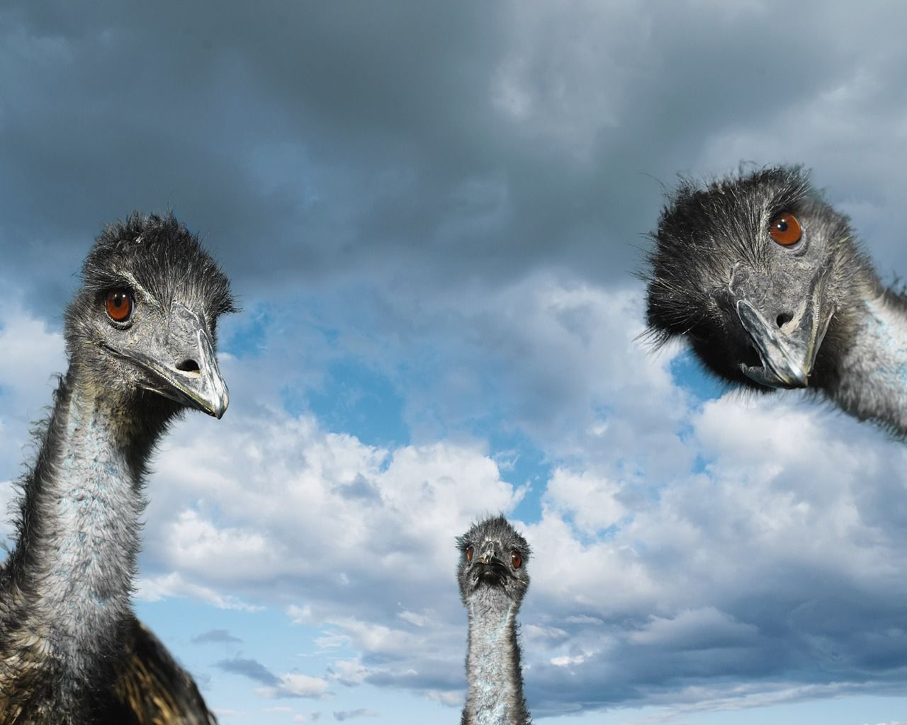 Cute Cartoon Ostrich Wallpaper Background Wallpaper Image For Free Download   Pngtree
