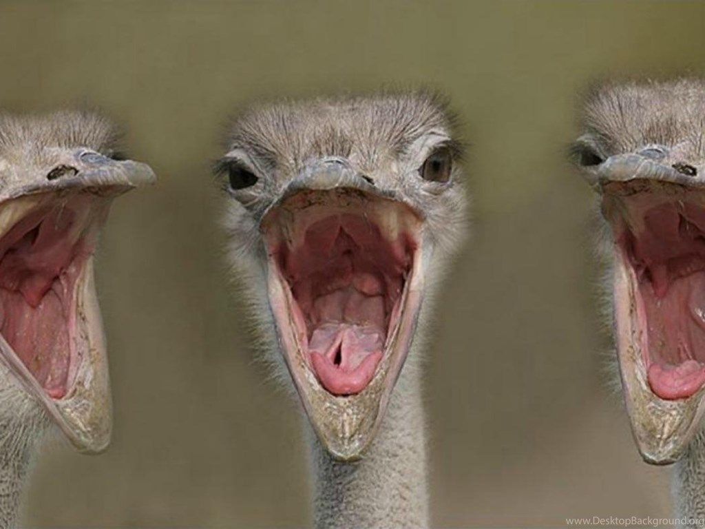 9686 Ostrich Stock Photos HighRes Pictures and Images  Getty Images