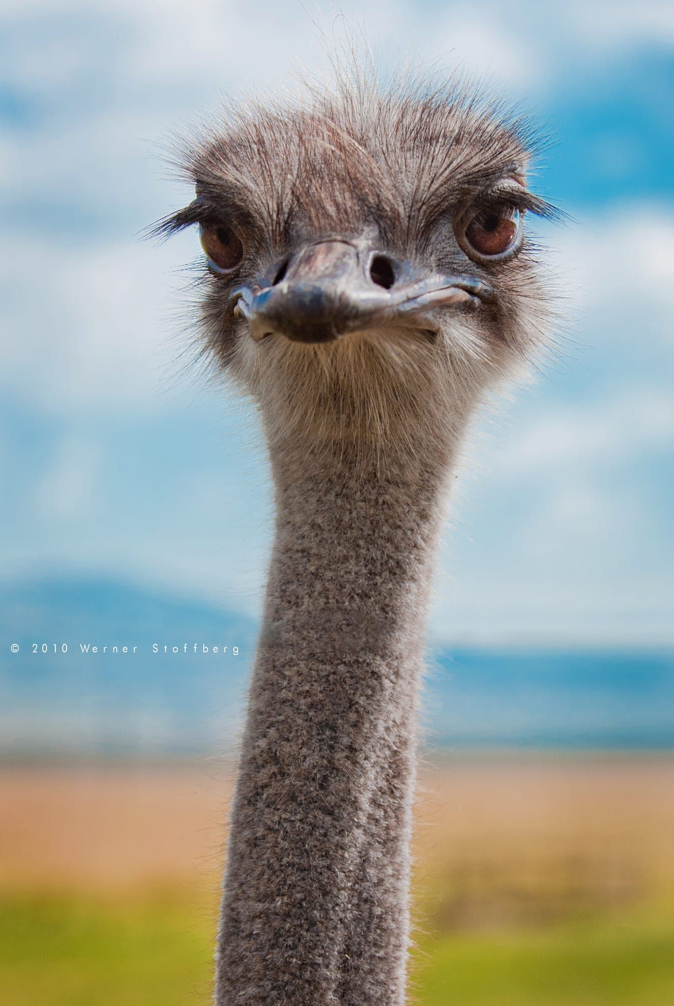 An ostrich &;camera shy&;. Funny birds