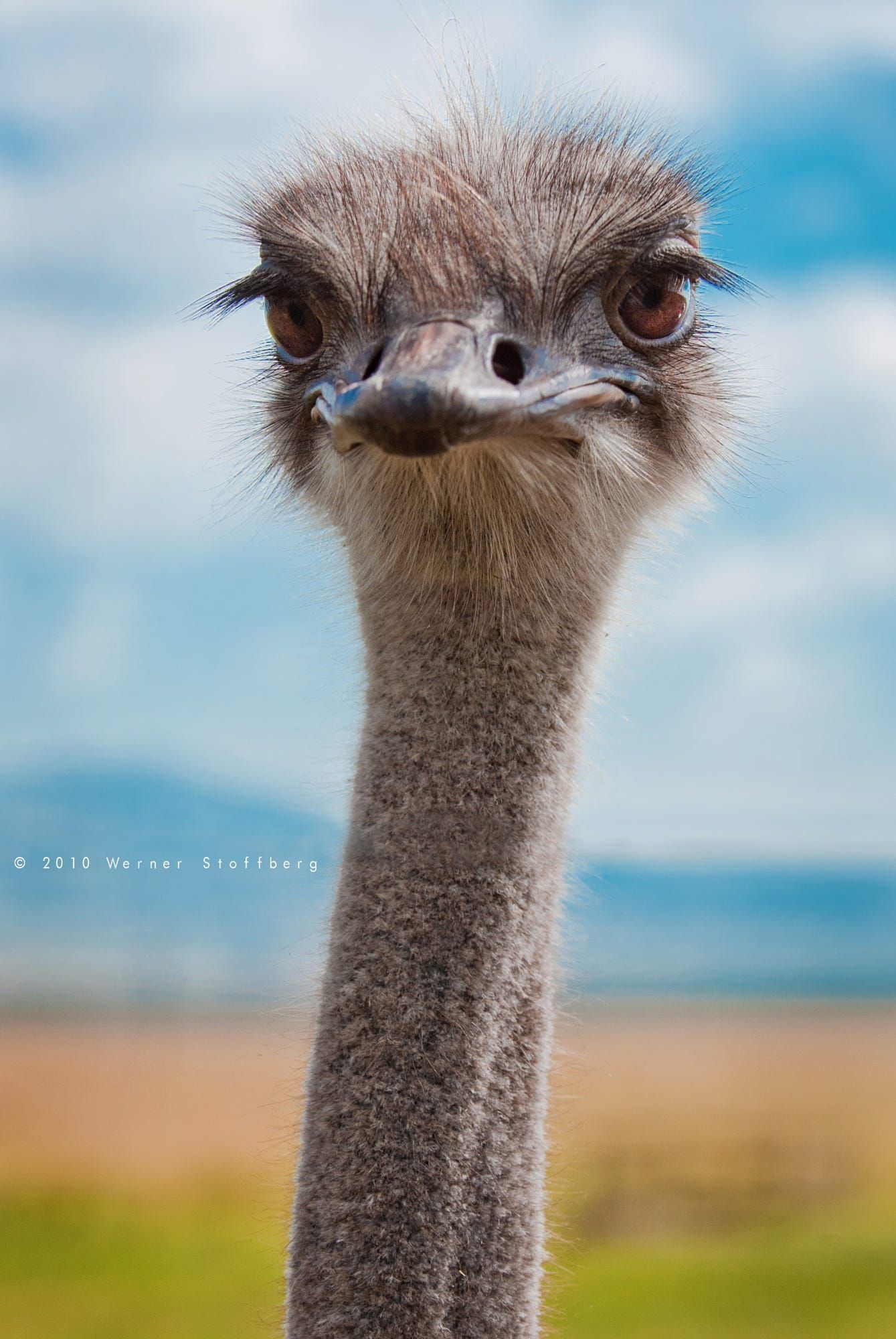 Cute Ostrich Wallpapers - Wallpaper Cave