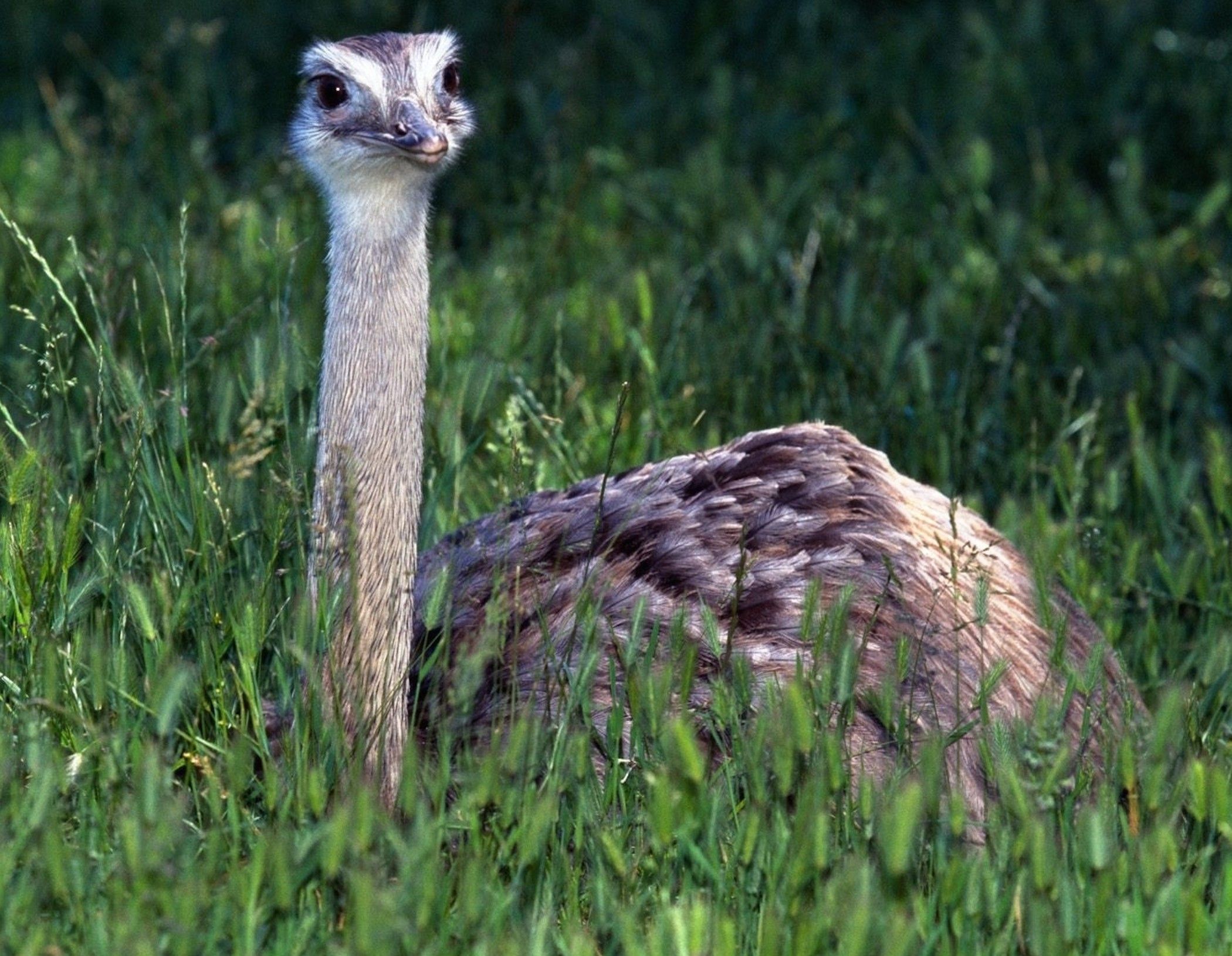 Cute Baby Ostrich Wallpaper Free HD Baby Animals
