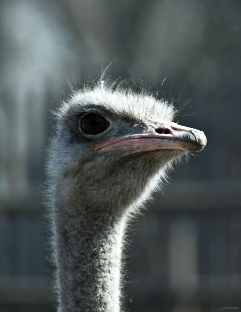 Ostrich Wallpaper HD FREE for Android