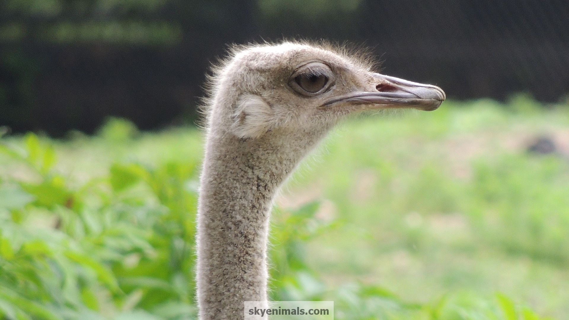Ostrich Photo by Methoataske Gildersleaves on GOLDWALL