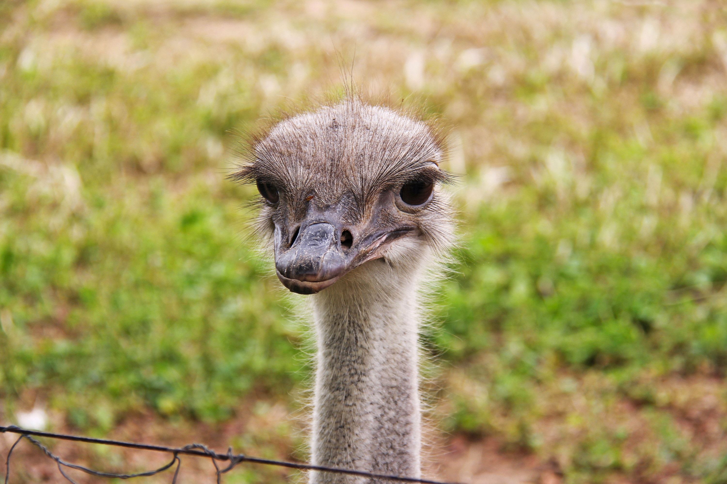 royalty free ostrich image