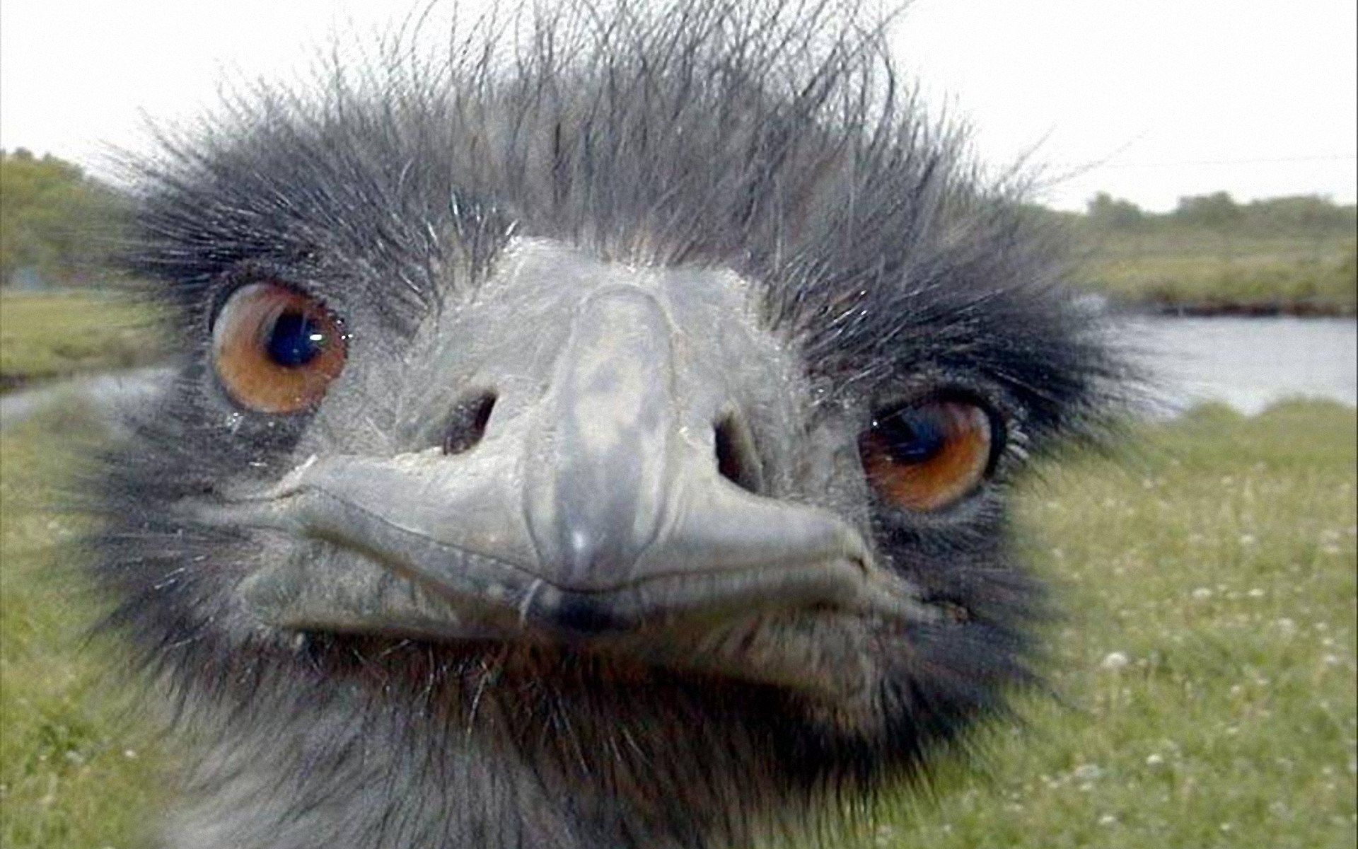 emu. Ostrich Face. Funny animal faces, Wild