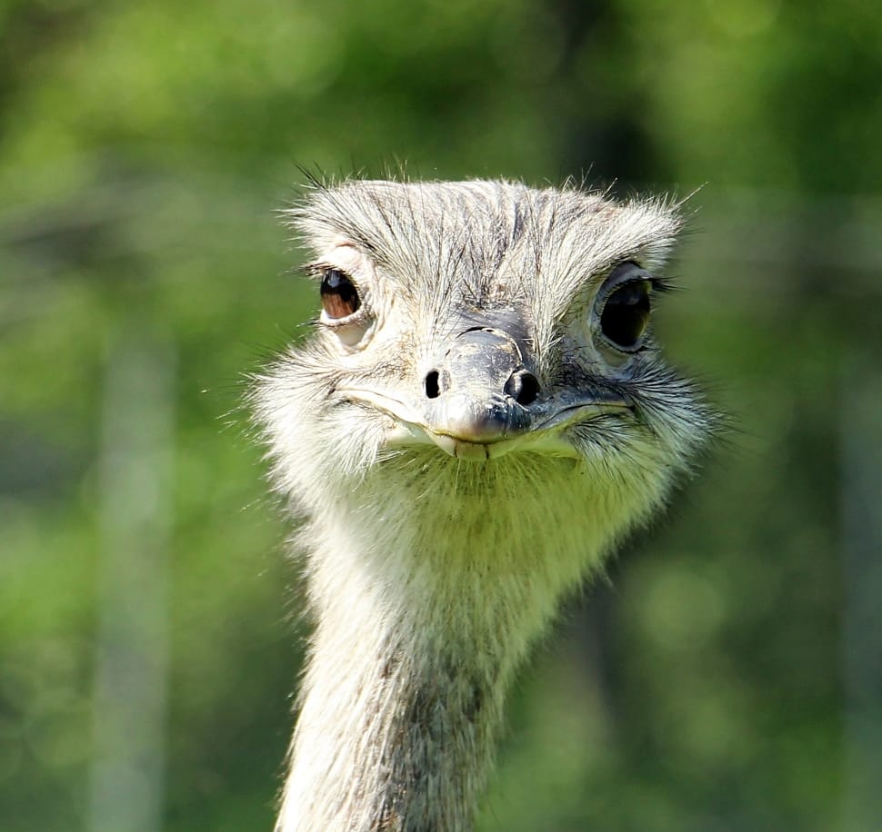 ostrich bird free image
