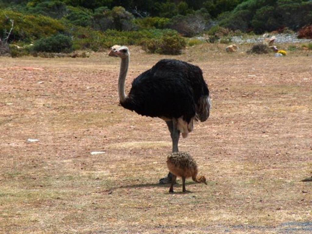 Ostrich Chick Wallpaper FREE for Android