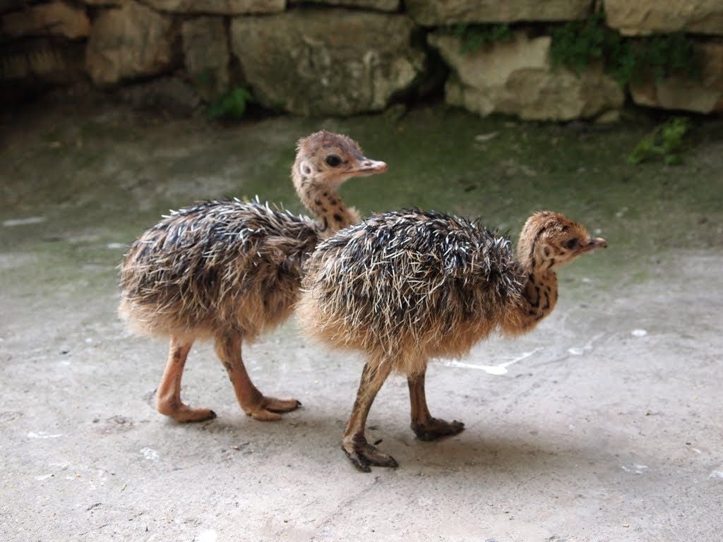 I use to think chicks were cute until I googled Baby Ostriches