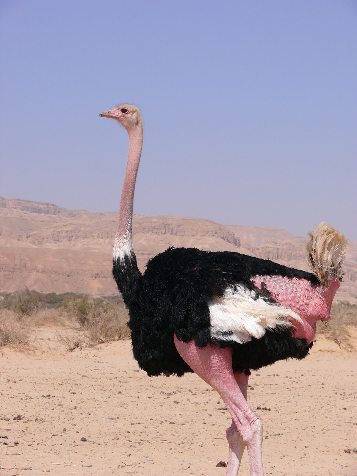 QQ Wallpaper: Ostrich