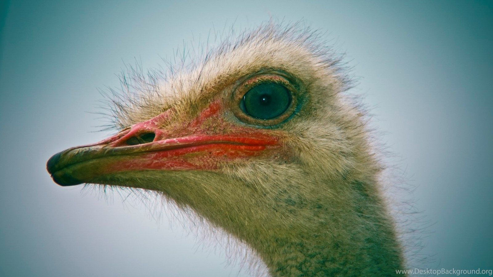 Birds Ostrich Wallpaper Desktop Background