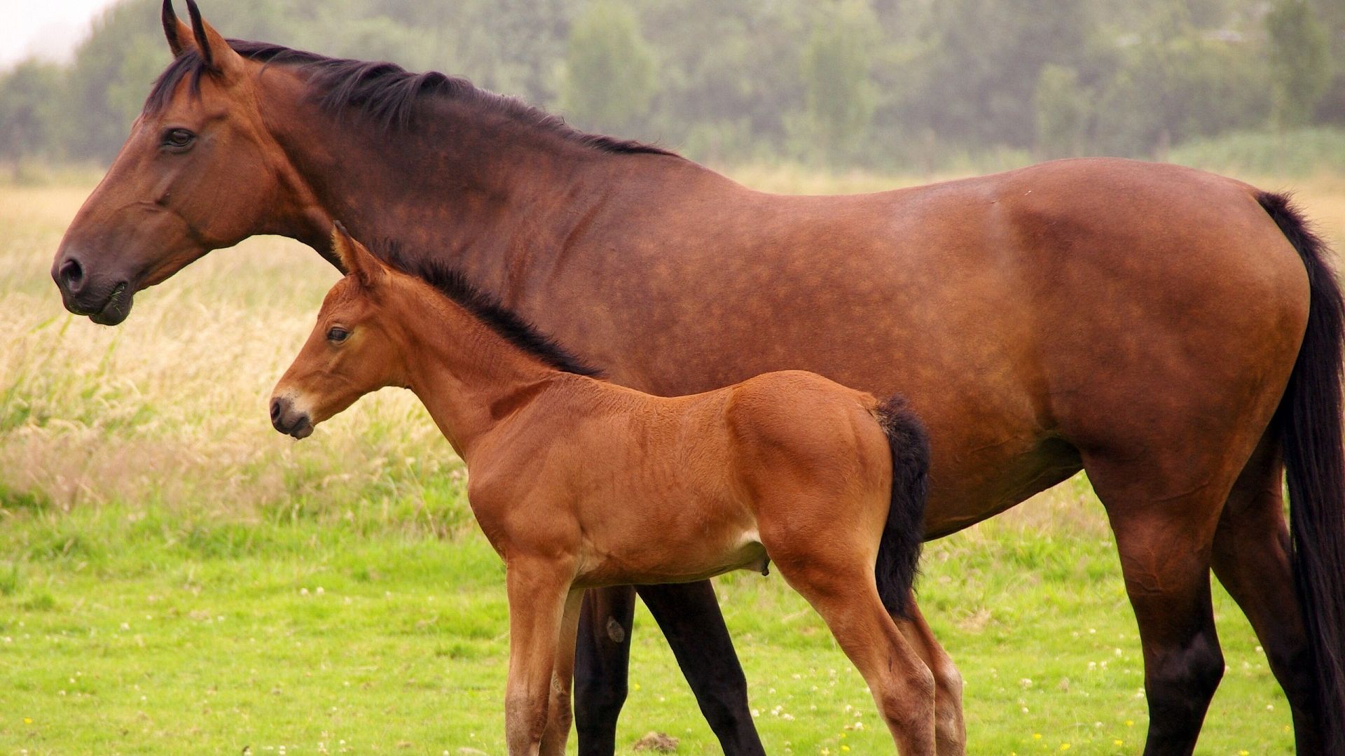 Free download Horse And A Foal Wallpaper Download Wallpaper Nature [1920x1200] for your Desktop, Mobile & Tablet. Explore Horse and Foal Wallpaper. Horse and Foal Wallpaper, Foal Wallpaper, Horse
