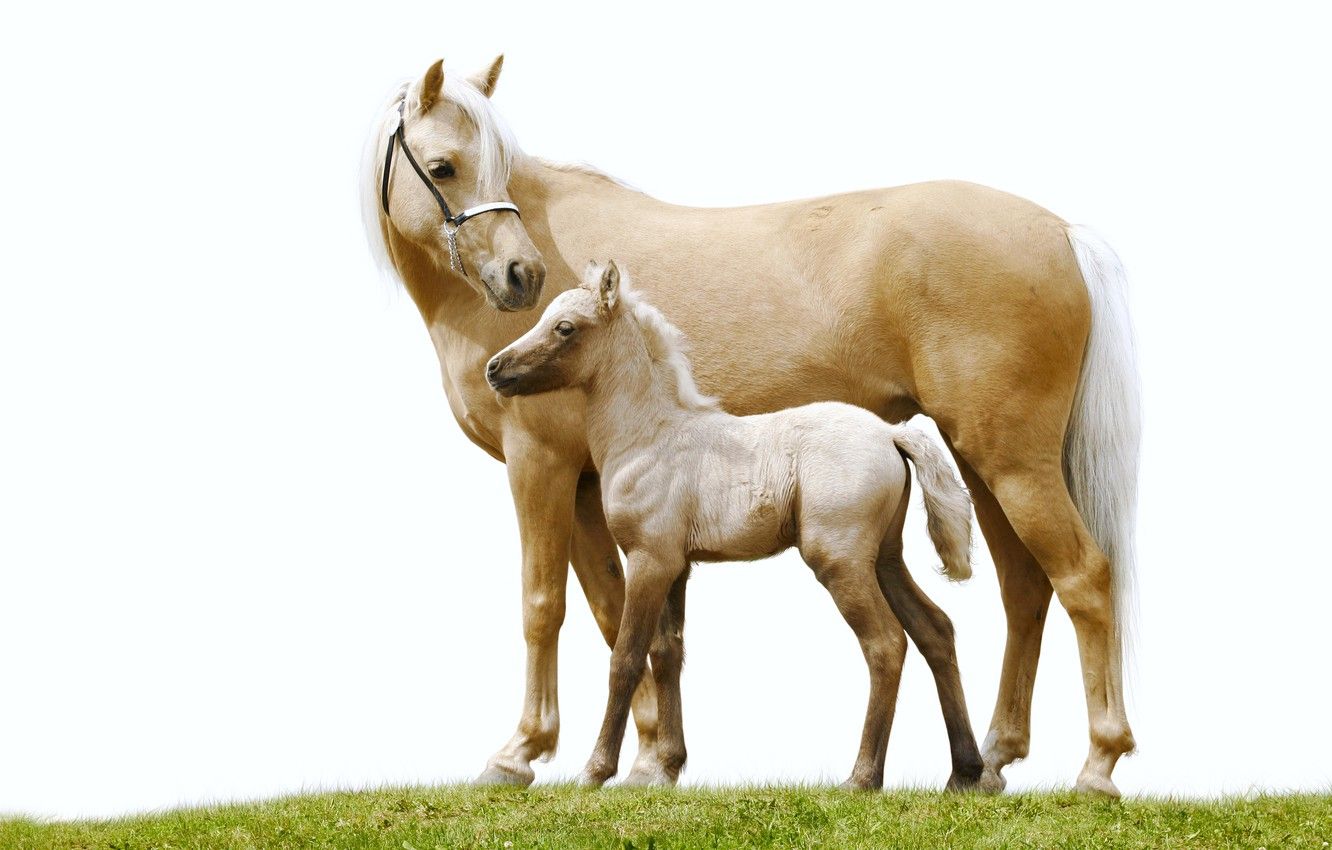 Wallpaper grass, horse, horse, pair, white background, foal image for desktop, section животные