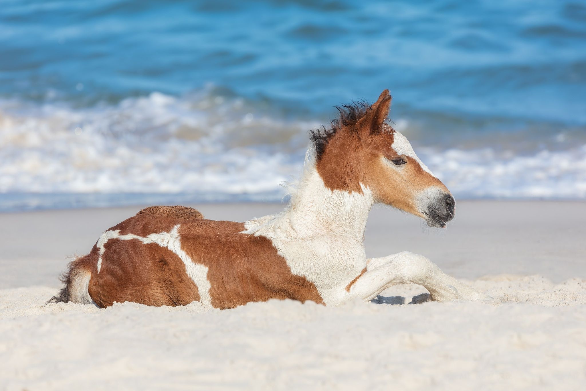 Baby Animal, Horse, Foal Wallpaper And Background Wallpaper & Background Download