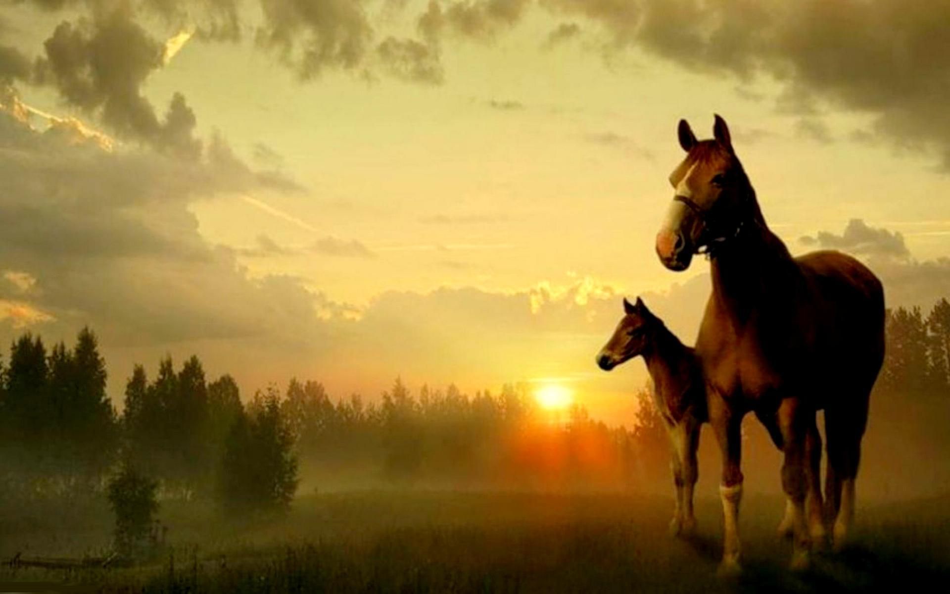 Horse Foal HD desktop wallpaper, Widescreen, High Definition