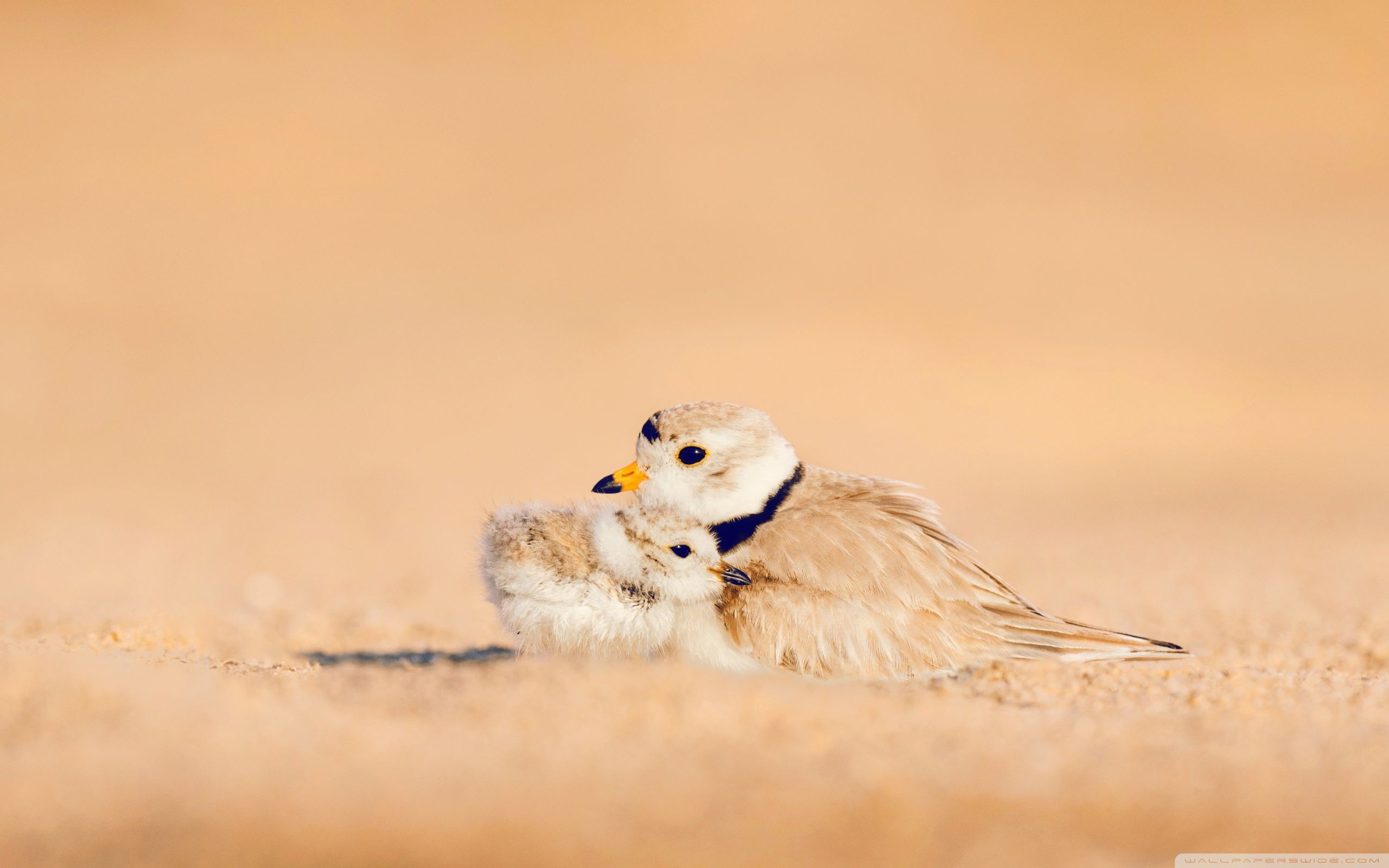 Mother Love Ultra HD Desktop Background Wallpaper for 4K UHD TV