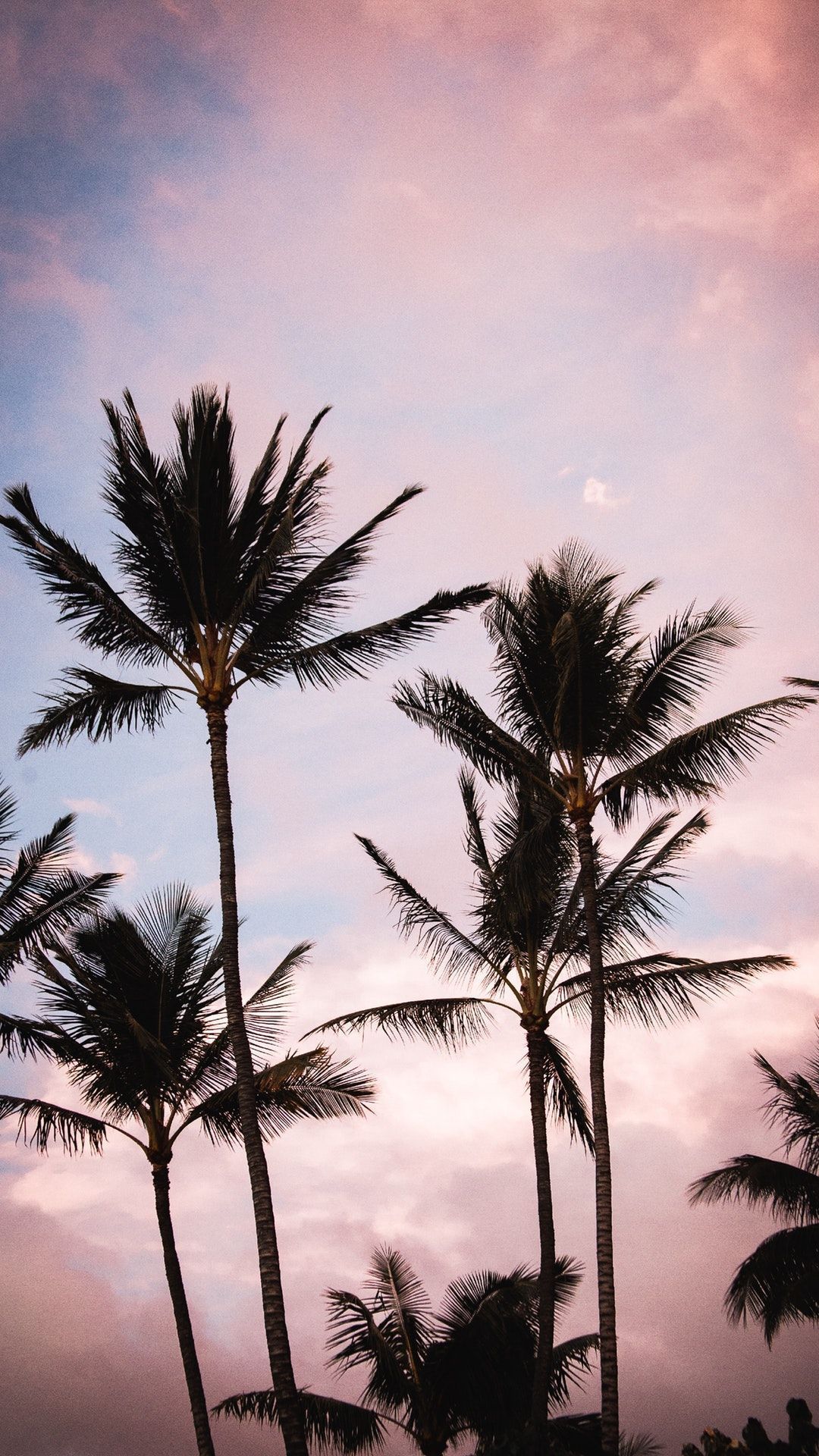 Aesthetic Palm Trees iPhone Wallpaper Free Aesthetic Palm
