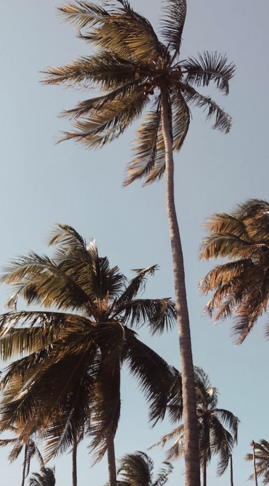 california and hawaii palm tree aesthetic photography. coconut