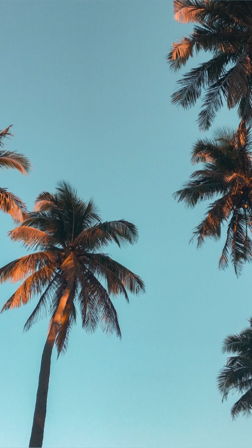 Palm trees wallpaper. Blue sky wallpaper