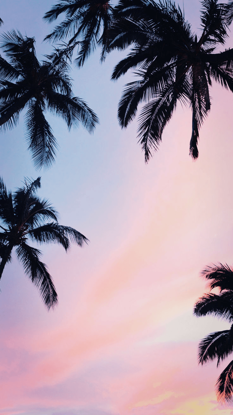 Wallpaper Background Pink Palm Trees Images | Free Photos, PNG Stickers,  Wallpapers & Backgrounds - rawpixel