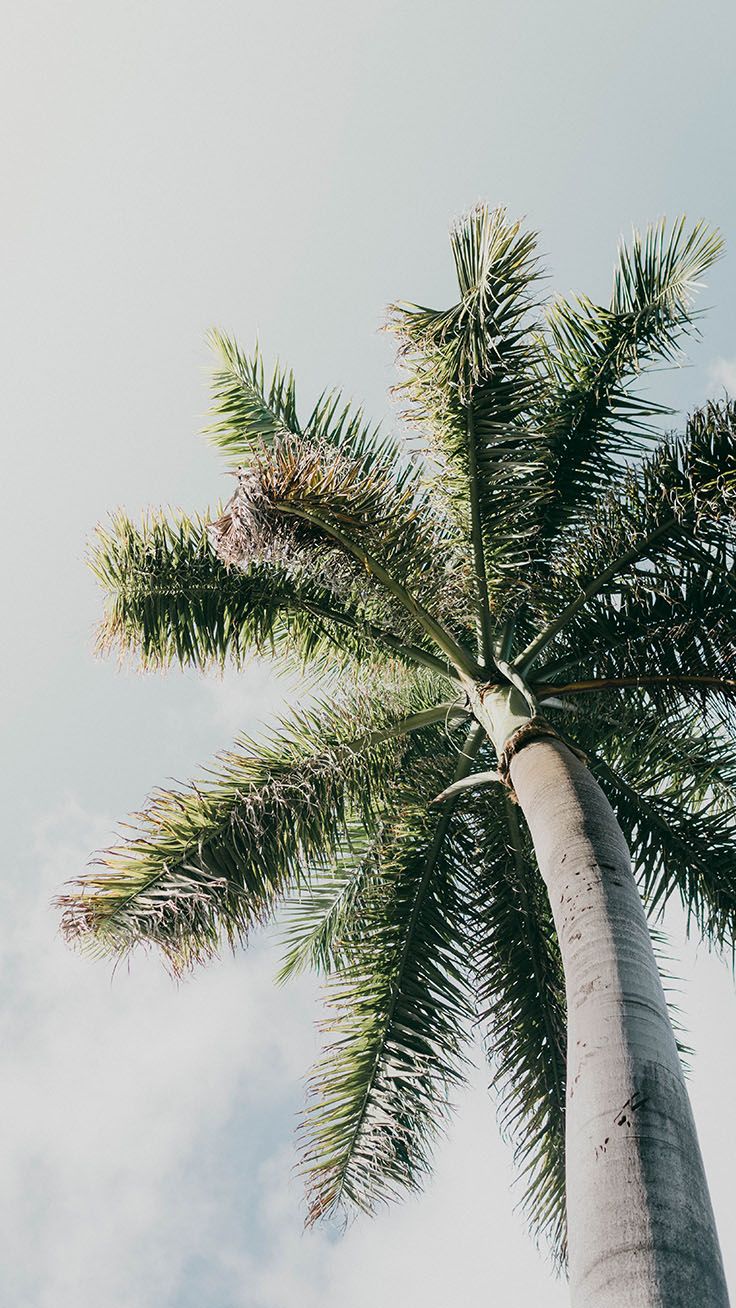 Let's go Coconuts! Enjoy 10 Tropical iPhone Wallpaper!