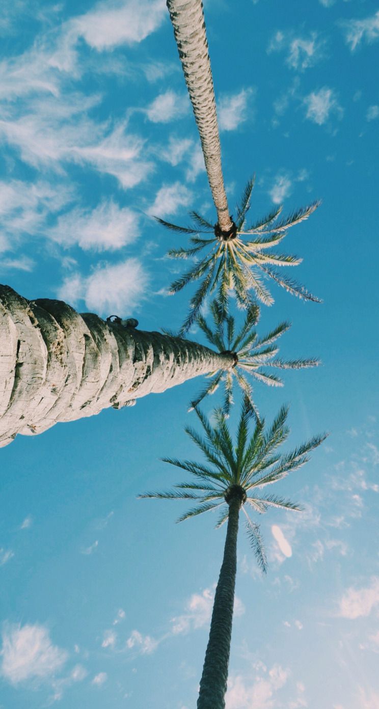 iPhone Wallpaper. Sky, Tree, Nature, Blue, Plant, Palm tree