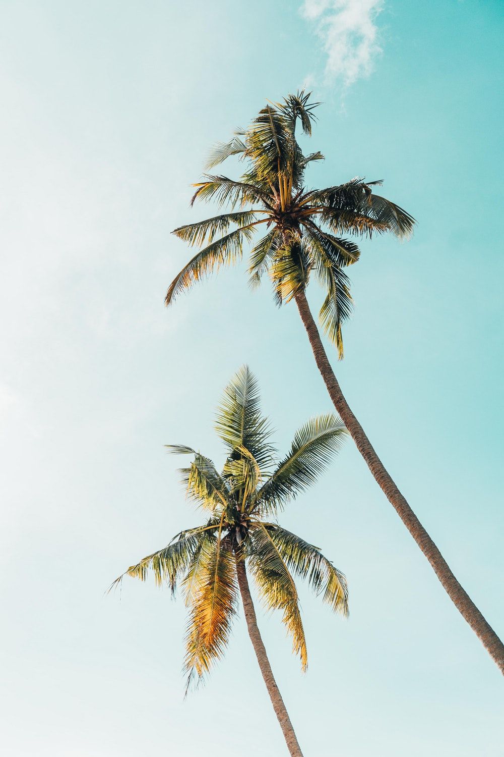 Featured image of post Aesthetic Palm Tree Wallpaper Iphone