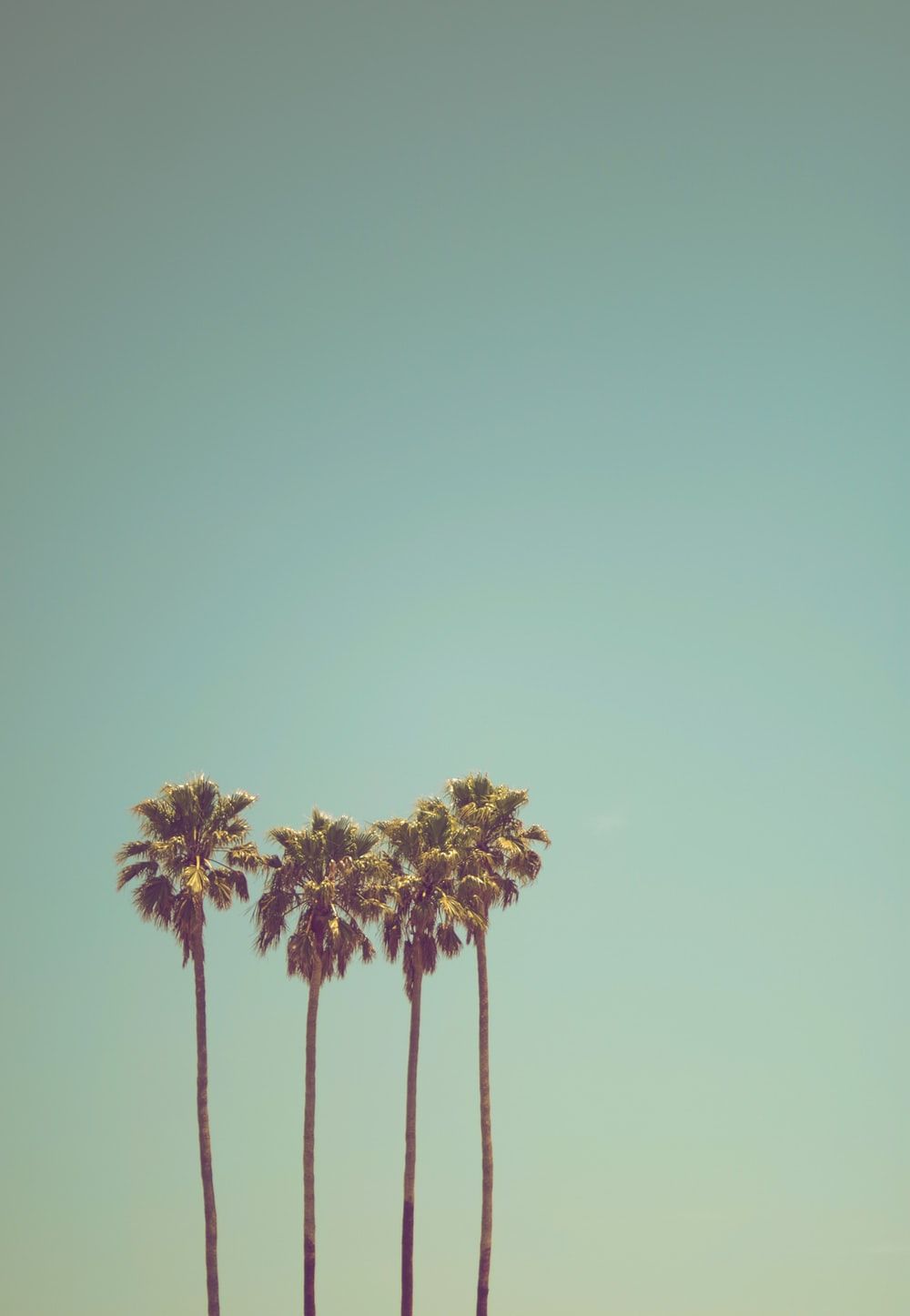 Palm Tree Picture [HD]. Download Free Image