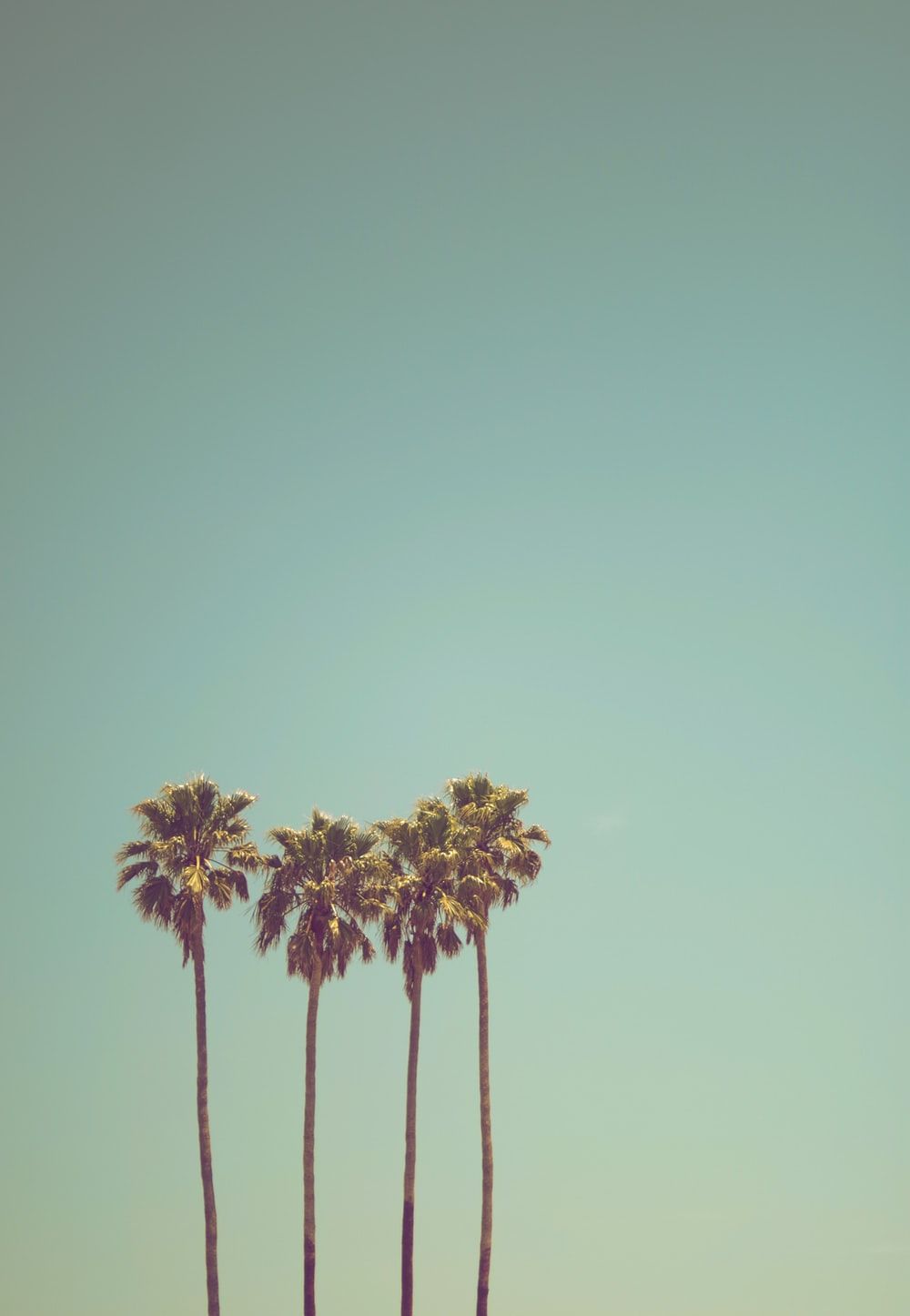 Retro Palm Tree HD Wallpapers - Wallpaper Cave