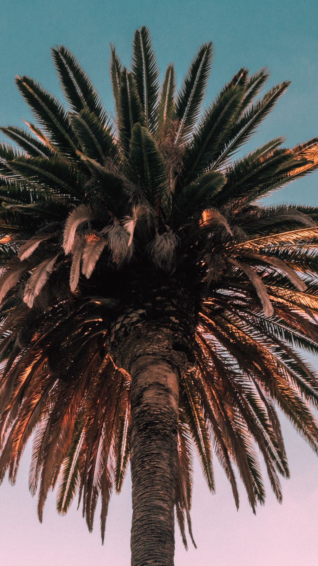 Download wallpaper 1080x1920 palm, tree, bottom view samsung