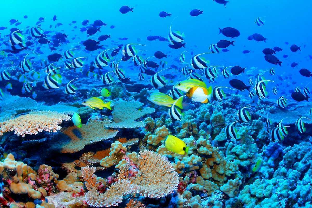 Great Barrier Reef Wallpaper