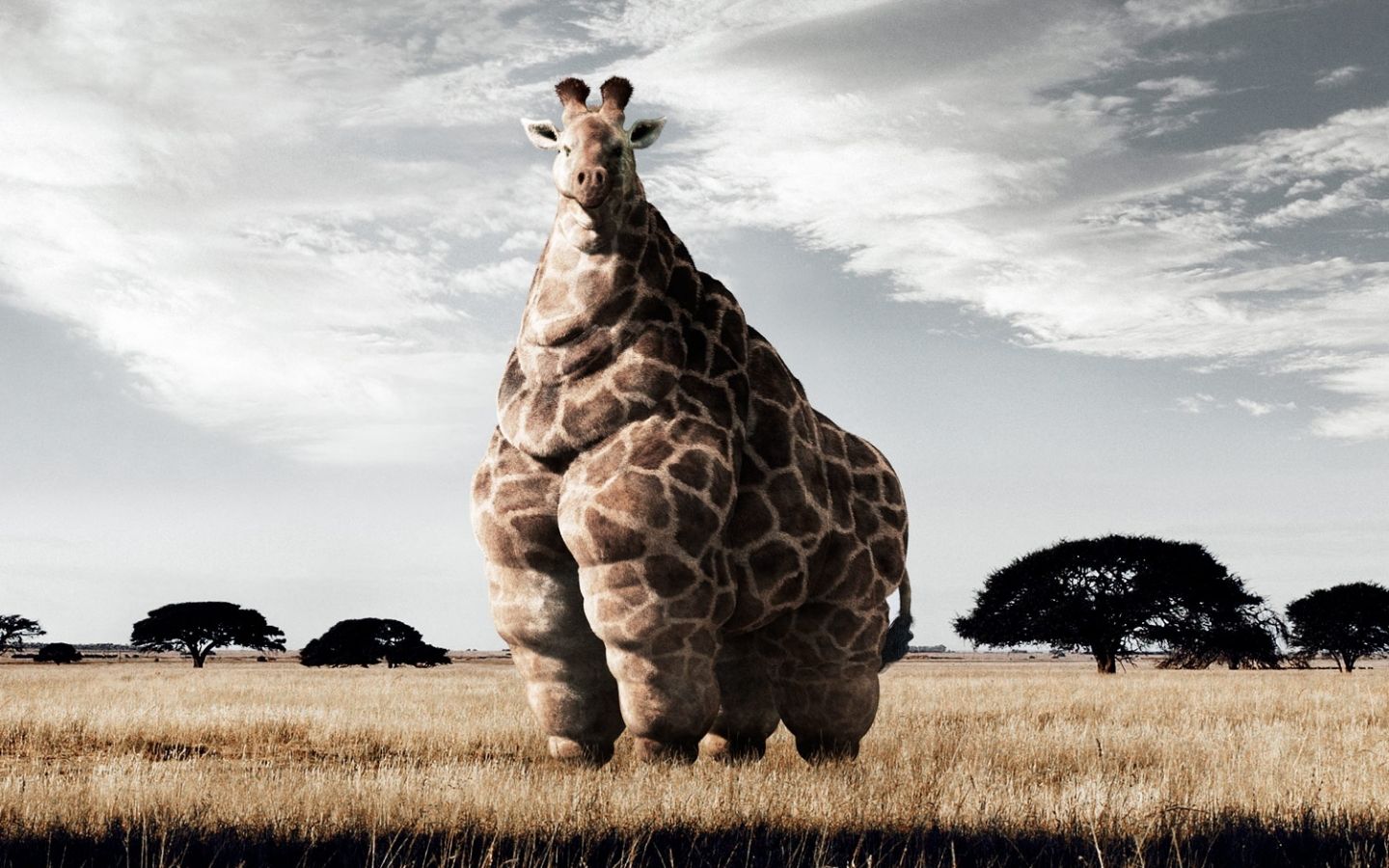 Free download the Fat Giraffe Wallpaper Fat Giraffe iPhone